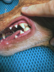 Odontología canina y felina Odontología canina y felina
